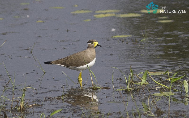 Yellow-wattled Lapwing